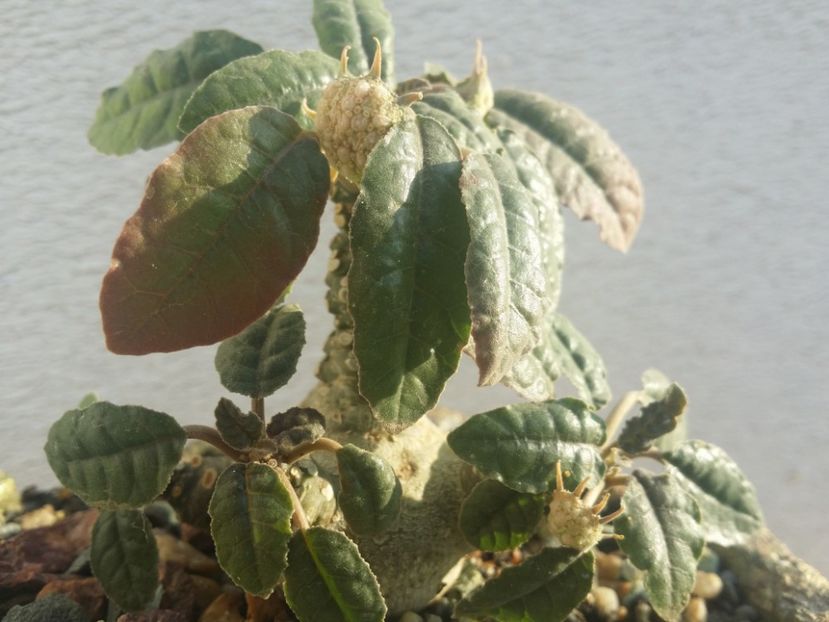  - plantutele mele