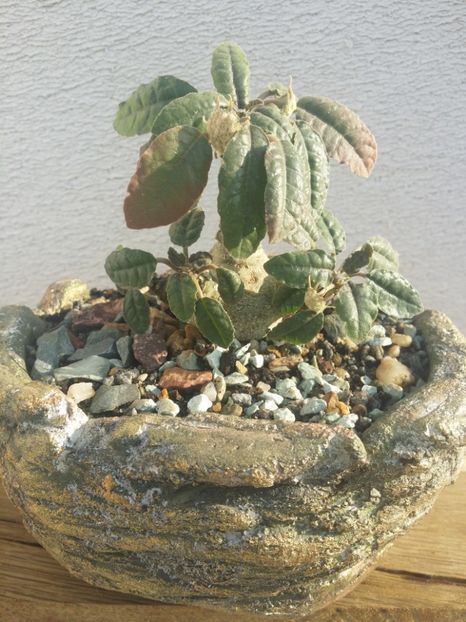  - plantutele mele