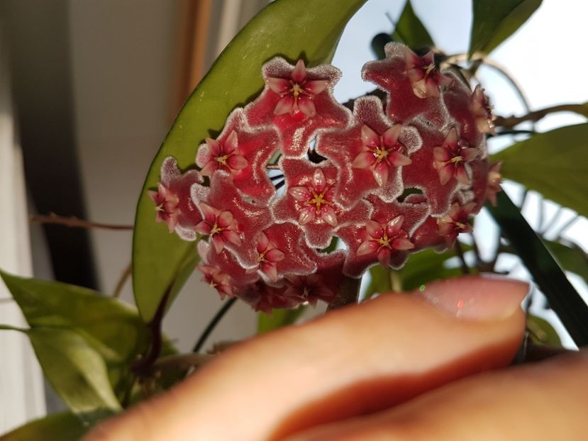  - Pubicalyx silver pink