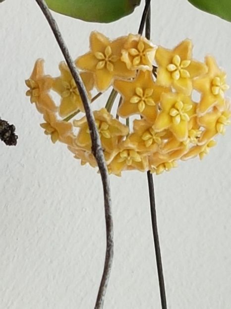  - Ischnopus