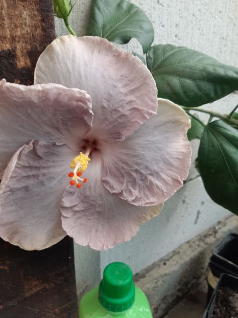  - YDP Moonlight stardust