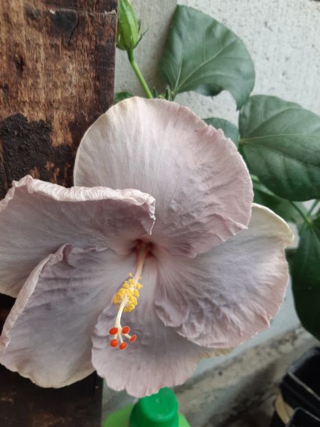  - YDP Moonlight stardust