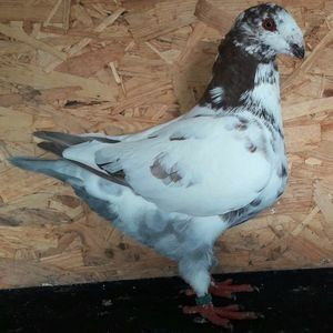 112582707_DGHMWRB3 - 3---AGH DAȚI 2019 - 2025