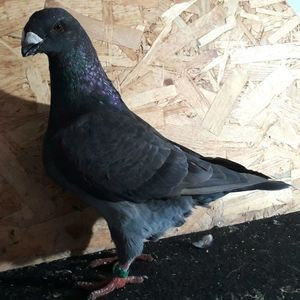 cadou - 3---AGH DAȚI 2019 - 2025