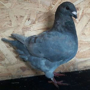 112582709_EBCFIUV - 3---AGH DAȚI 2019 - 2025