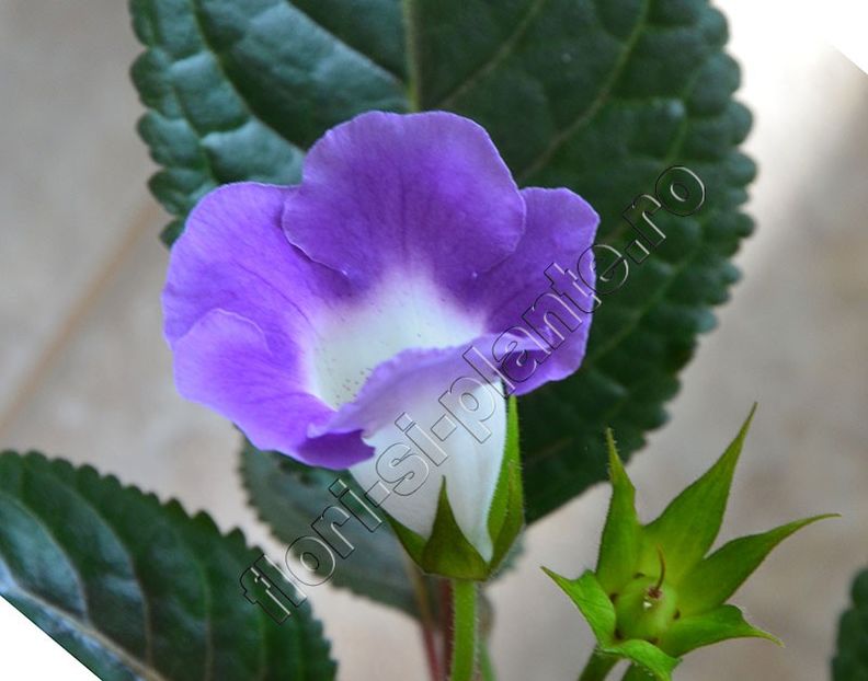 Sinningia Lucis Secret Name - GLOXINIA_SINNINGIA - Hibrizii mei -My hybrids