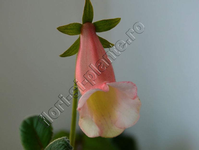Sinningia Luci s Pink Coral - GLOXINIA_SINNINGIA - Hibrizii mei -My hybrids