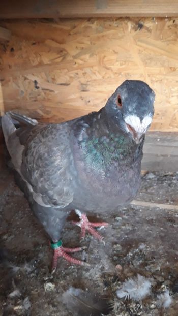  - Porumbei americani