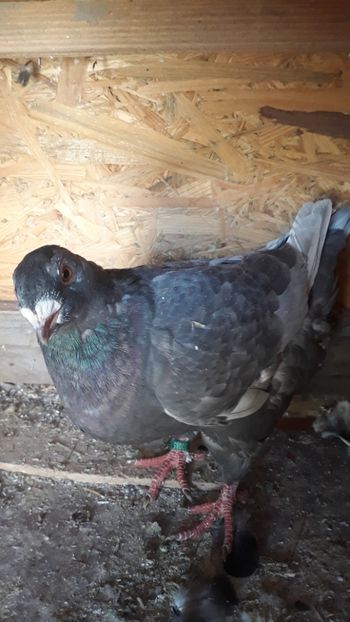  - Porumbei americani