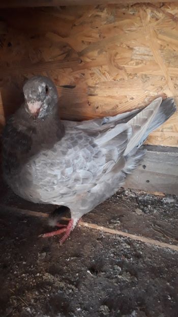  - Porumbei americani