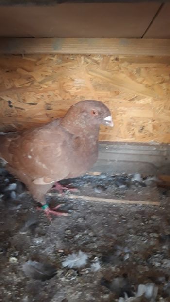  - Porumbei americani