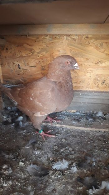  - Porumbei americani