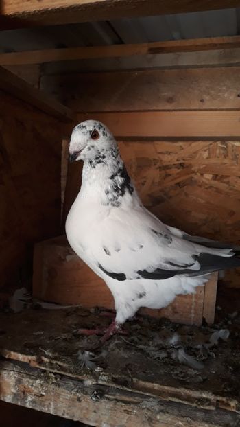  - Porumbei americani