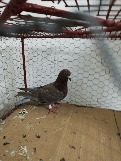  - Porumbei Gutani Culori mai rare