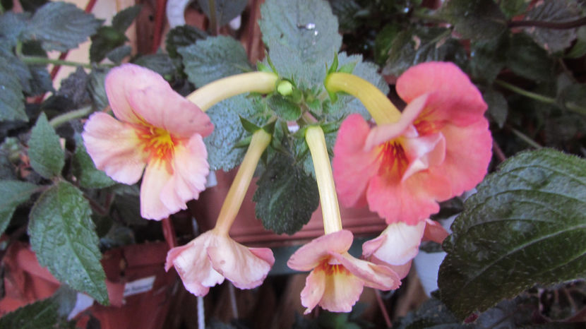 Texas heat - Achimenes 2019