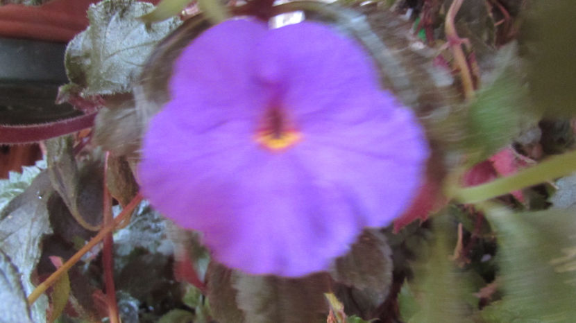 The Lone Star - Achimenes 2019