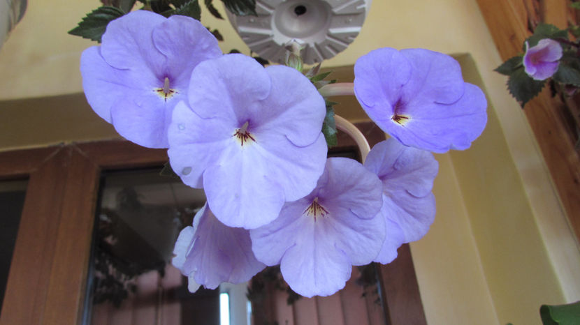 Forget Me Not - Achimenes 2019