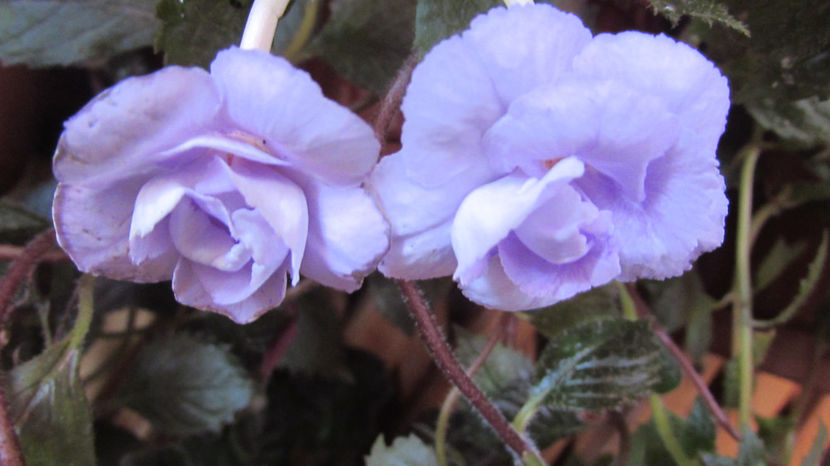 Saint Malo - Achimenes 2019