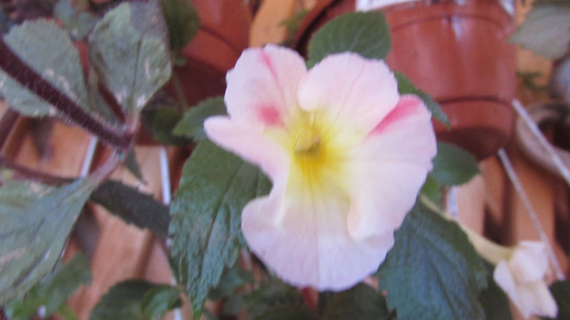 Strawberry Lemon - Achimenes 2019