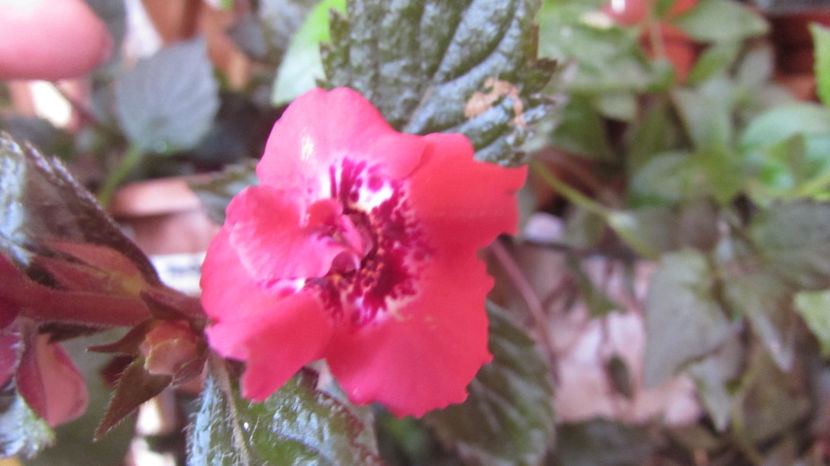 Pyro - Achimenes 2019