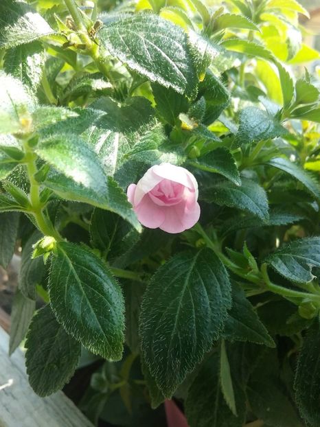  - Double Pink Rose