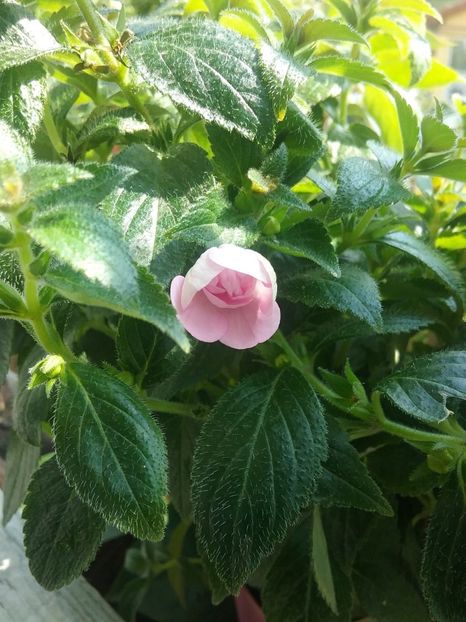  - Double Pink Rose