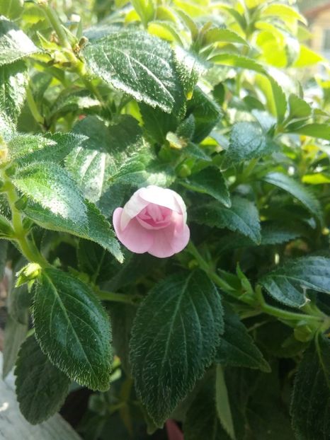  - Double Pink Rose