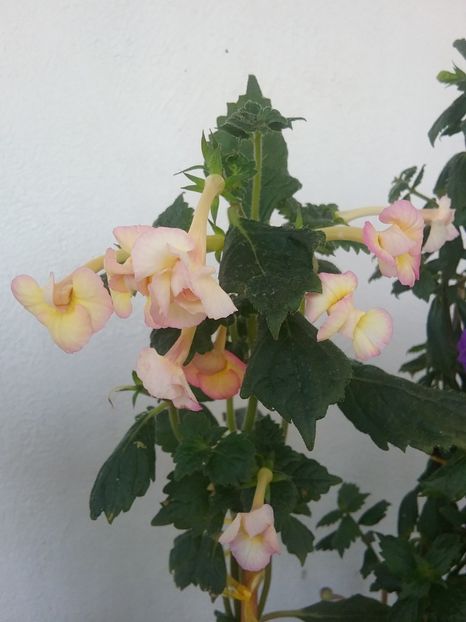 CYTRO - CYTRO-pierdut