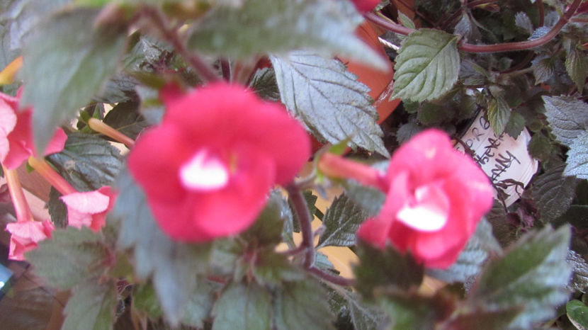 Nero - Achimenes 2019