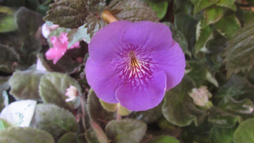 Serge Jubilation - Achimenes 2019