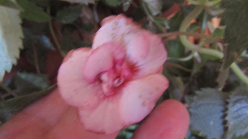 Rebecca Houche - Achimenes 2019