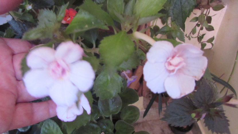 Anastasia - Achimenes 2019