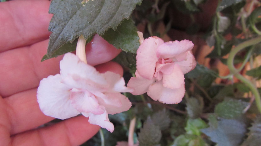 Tamara Khorkina - Achimenes 2019