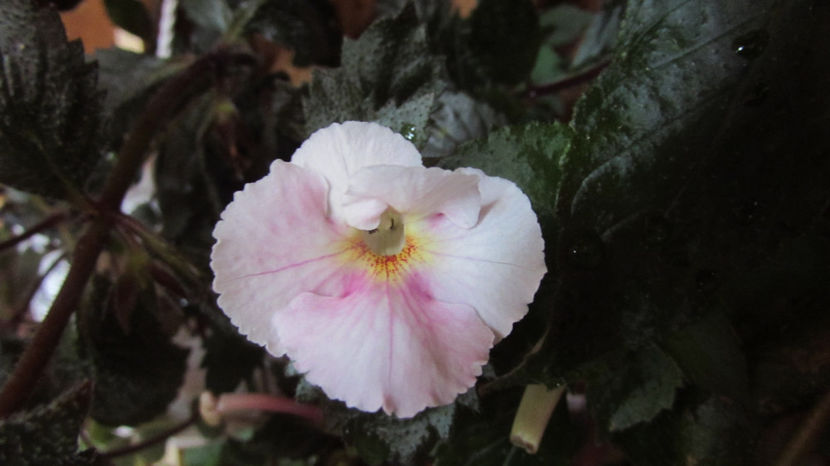 ??? - Achimenes 2019