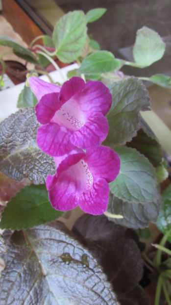 Smithicodonia Heartland s Joy - Achimenes 2019