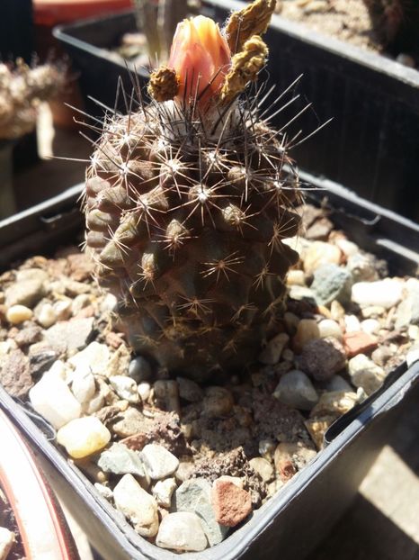  - cactusi 2019