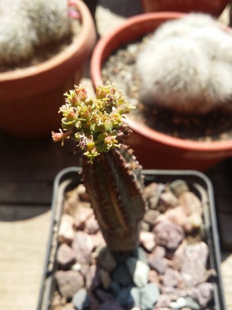  - cactusi 2019