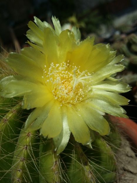  - cactusi 2019