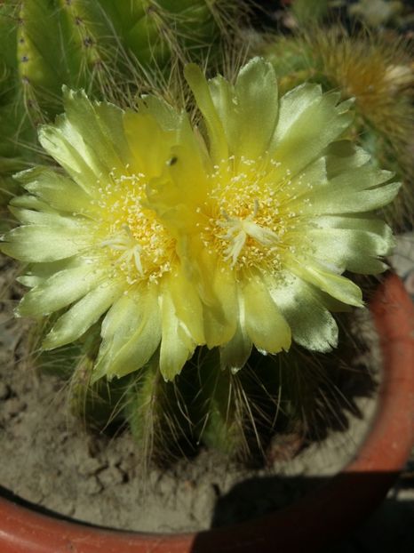  - cactusi 2019