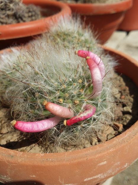  - cactusi 2019