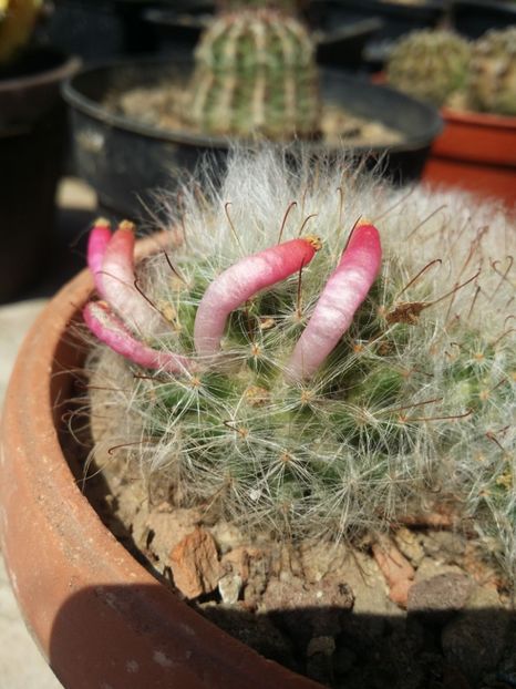  - cactusi 2019