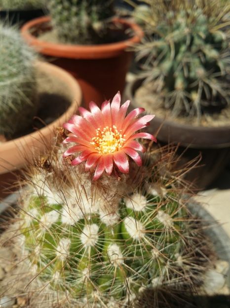  - cactusi 2019