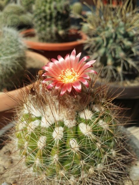  - cactusi 2019