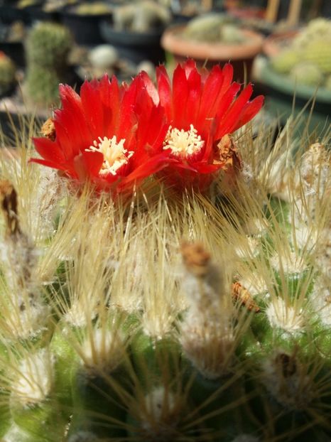  - cactusi 2019