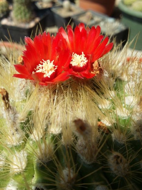  - cactusi 2019