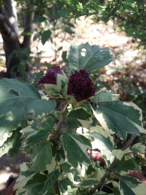  - curtea cu toate cele 2019