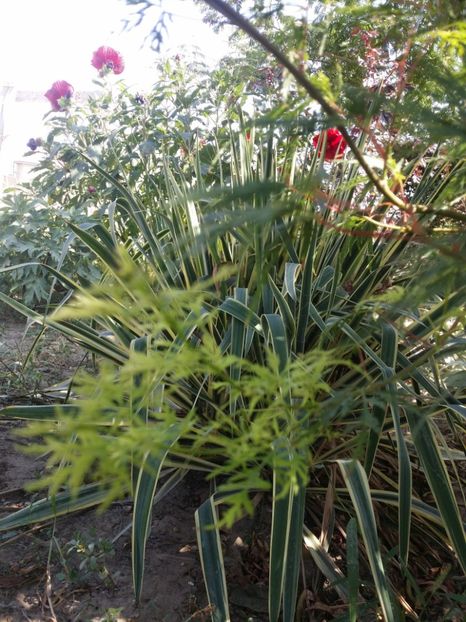  - curtea cu toate cele 2019