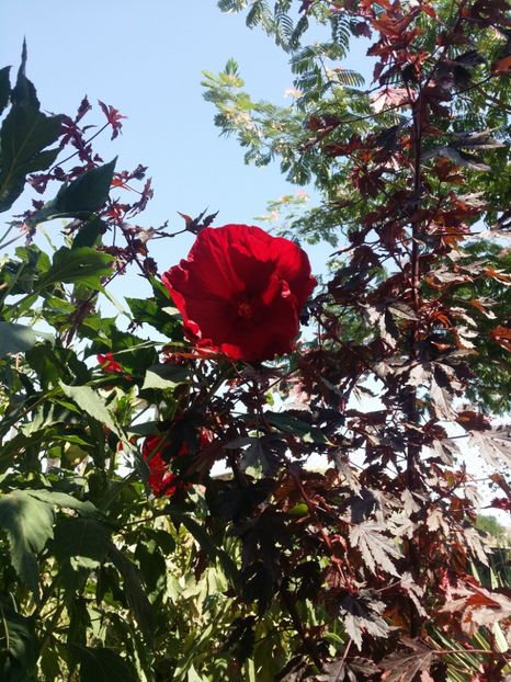  - curtea cu toate cele 2019