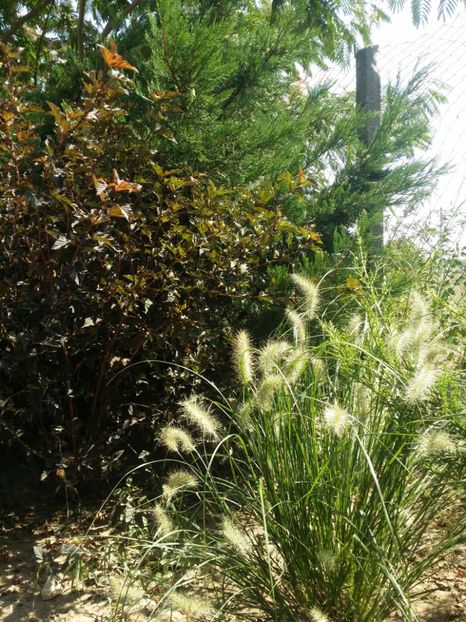  - curtea cu toate cele 2019