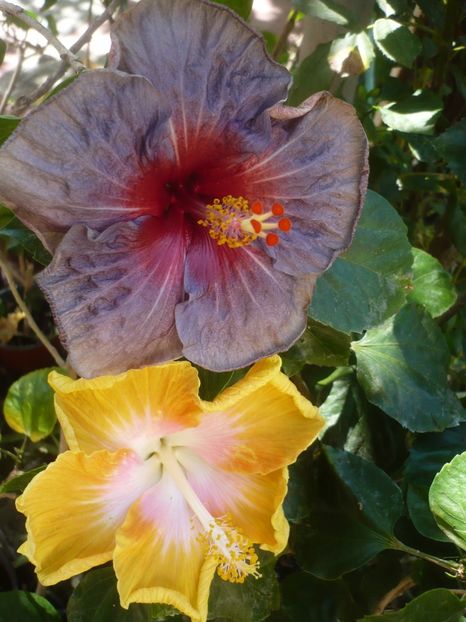 P1420772 - HIBISCUSI 2019-2